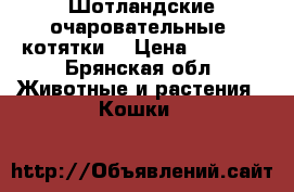 Шотландские очаровательные  котятки. › Цена ­ 3 000 - Брянская обл. Животные и растения » Кошки   